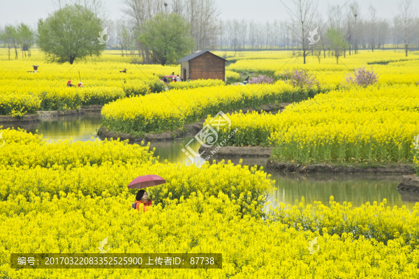 興化油菜花