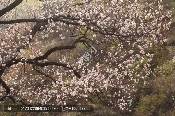 杏花