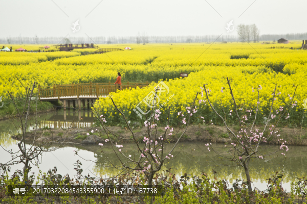 興化油菜花