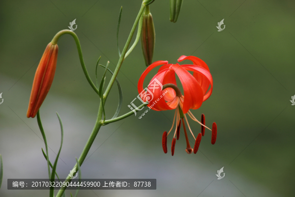 野百合