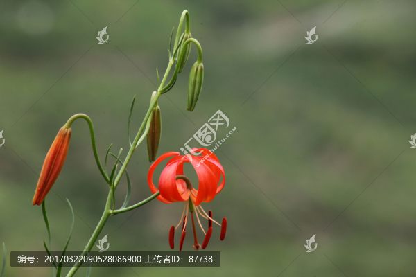 野百合