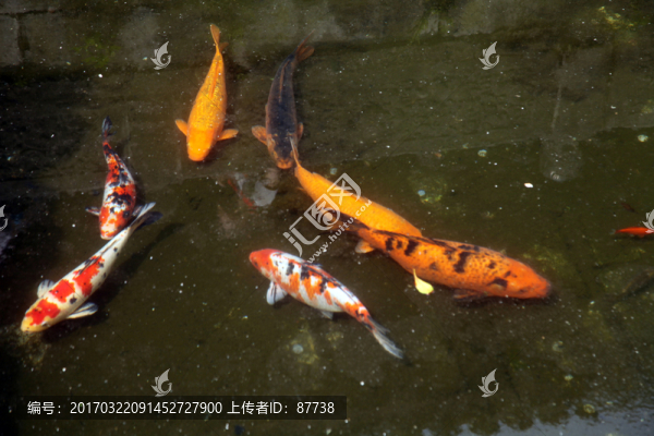 魚群