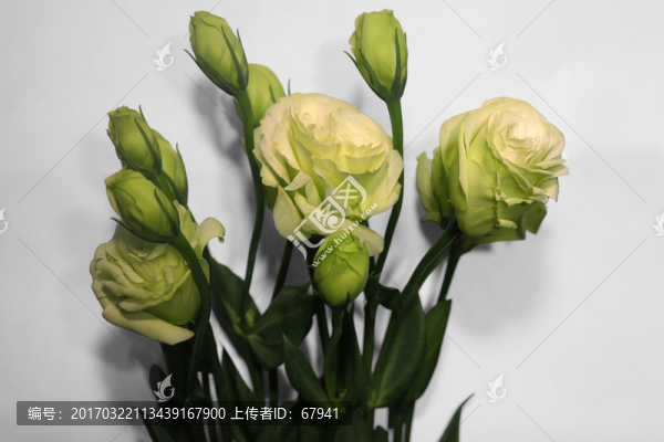 洋桔?；? title=