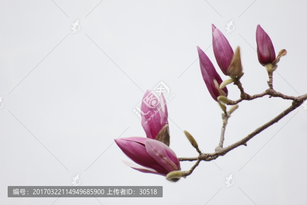 怒放的玉蘭花