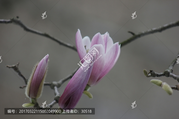 怒放的玉蘭花