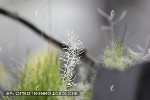 柔弱的文竹