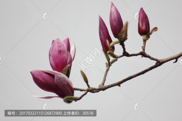 綻放的玉蘭花