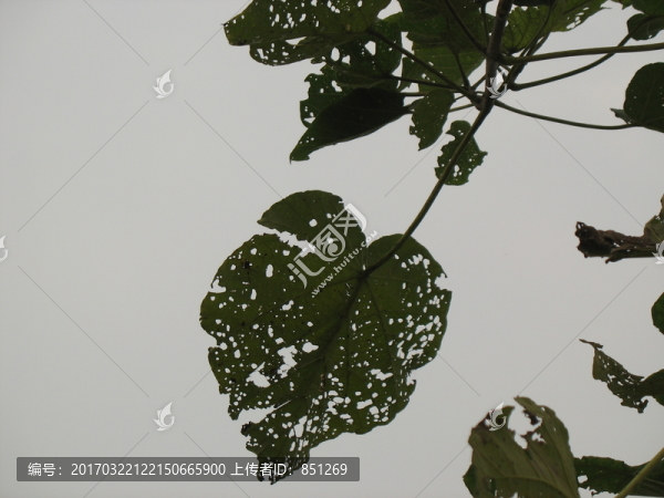 枯樹葉
