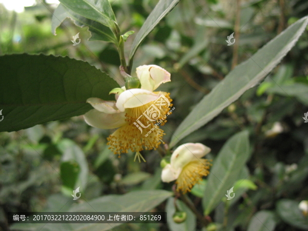油茶花