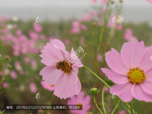 蜜蜂