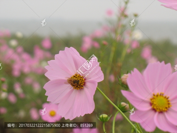 蜂采蜜