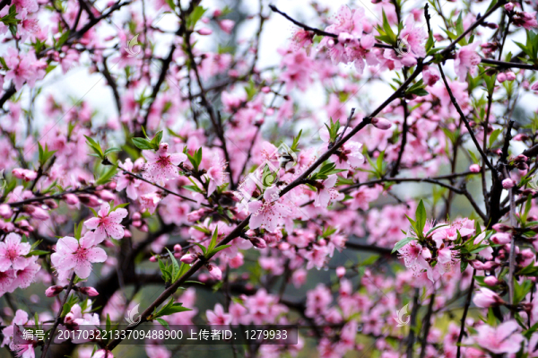 桃花