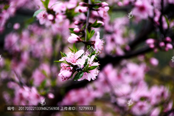 桃花