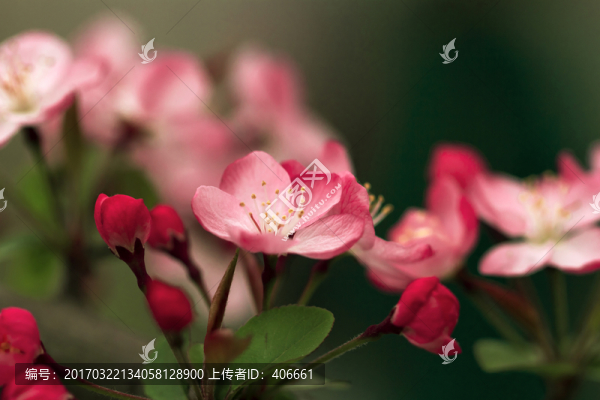 垂絲海棠
