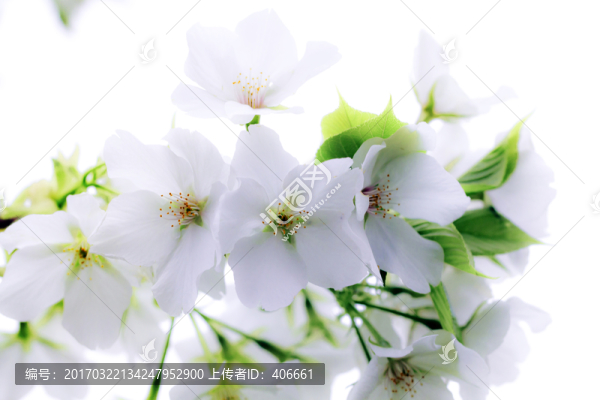 梨花