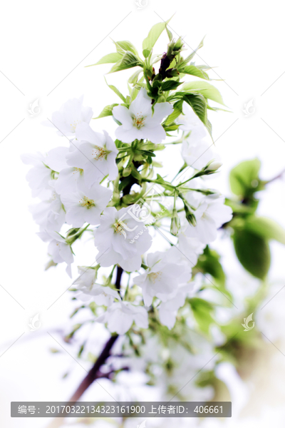 梨花