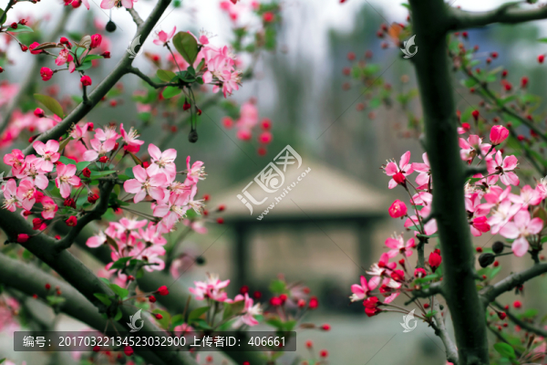 垂絲海棠