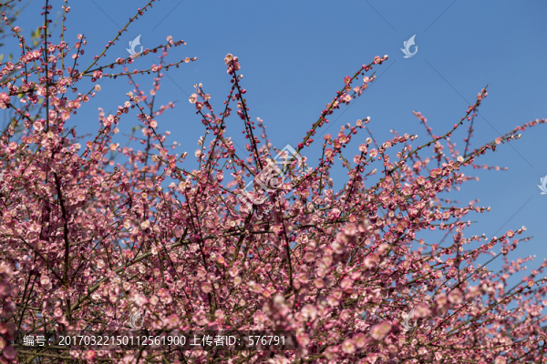 梅花
