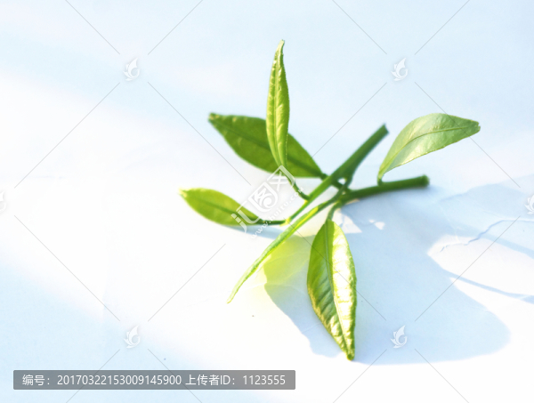 茶葉