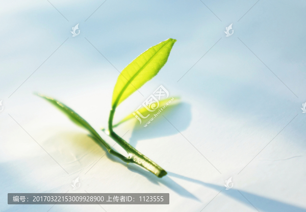 新茶