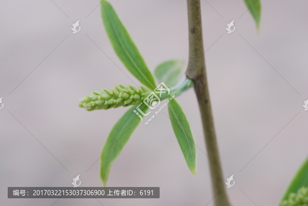 柳樹花