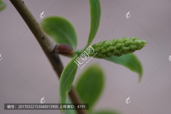 柳樹花