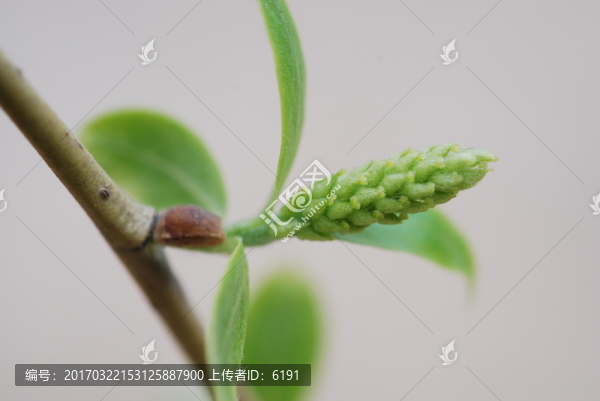 柳樹花