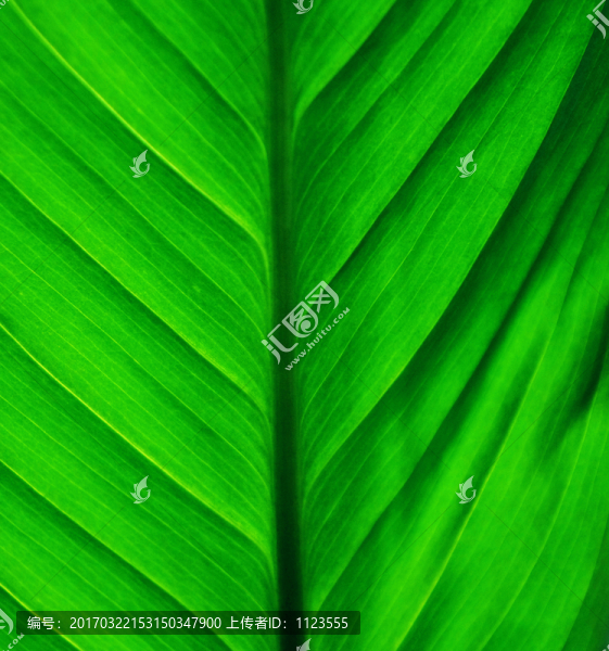 葉脈,綠色
