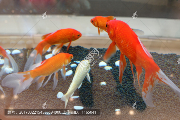 紅金魚