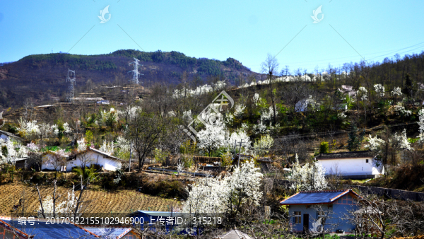 新農(nóng)村的春天