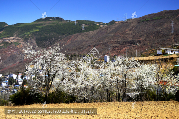 新農(nóng)村的春天