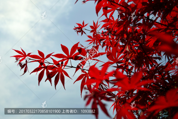 楓葉
