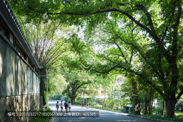 綠蔭小路