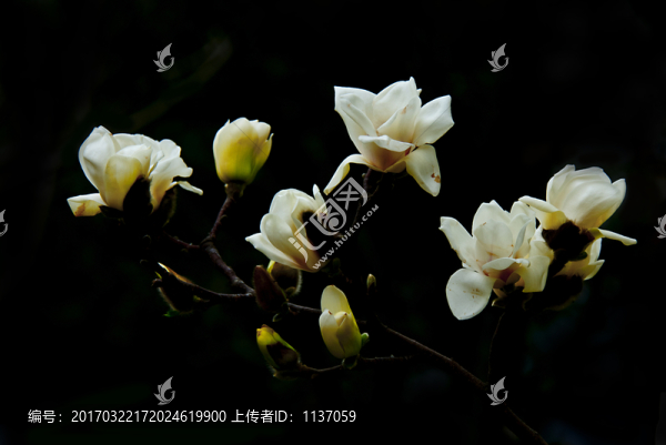 玉蘭花,低調(diào)