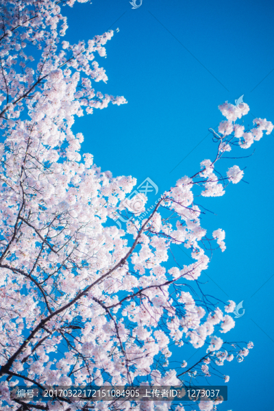 櫻花天空
