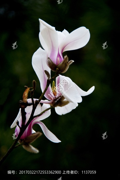 玉蘭花,低調(diào)