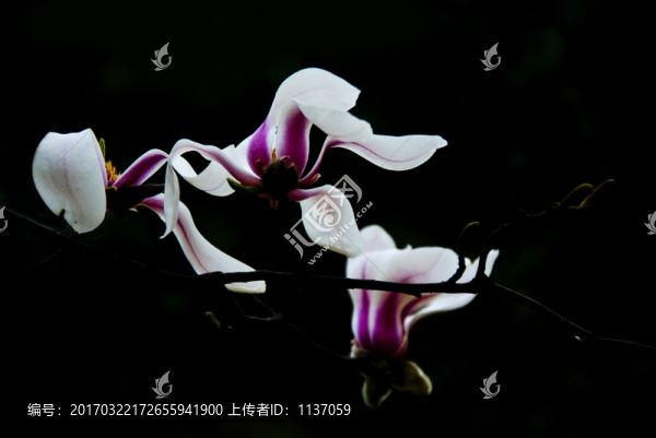 玉蘭花,低調(diào)