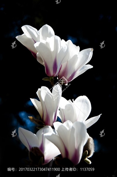 玉蘭花,低調(diào)