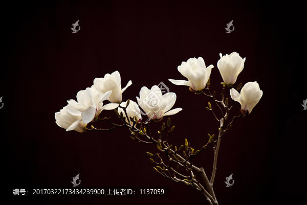 H玉蘭花,低調(diào)
