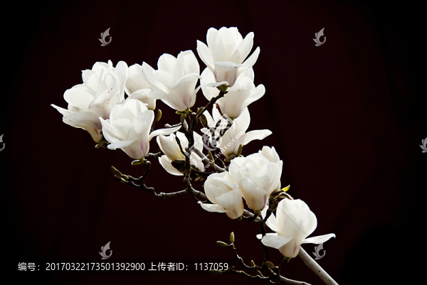 玉蘭花,低調(diào)-匯圖網(wǎng) www.fosd68.com 玉蘭花,低調(diào)