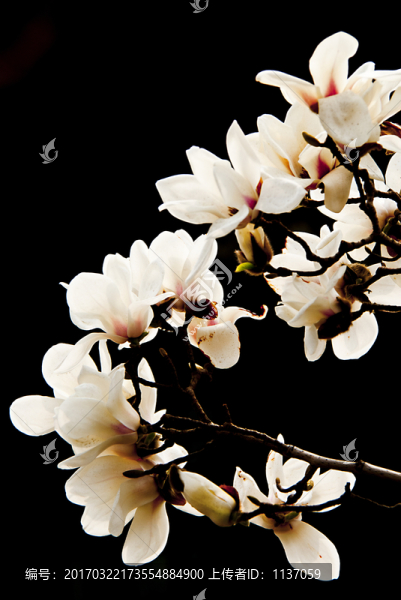 玉蘭花,低調(diào)