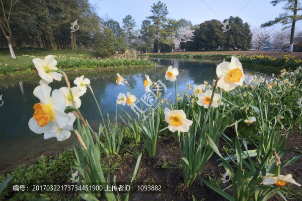 杭州太子灣公園水仙花