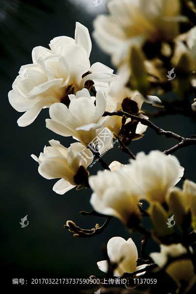玉蘭花,低調(diào)