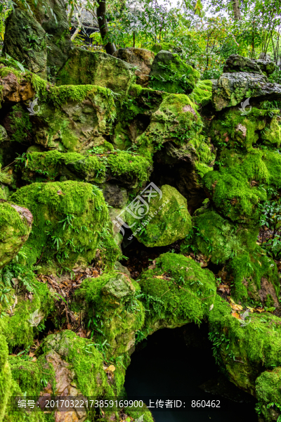 綠色青苔,苔蘚,綠苔