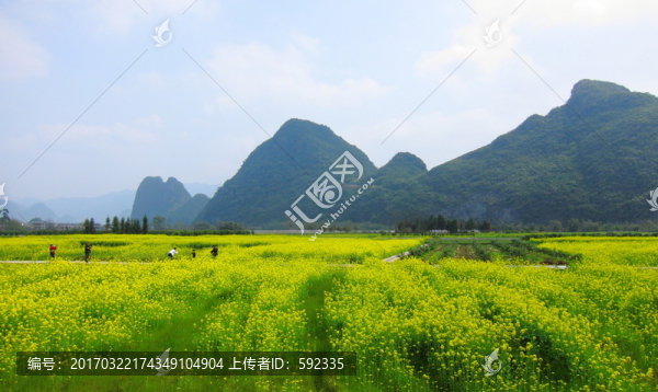 靈川油菜花