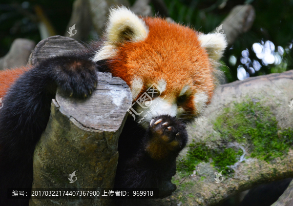 小熊貓