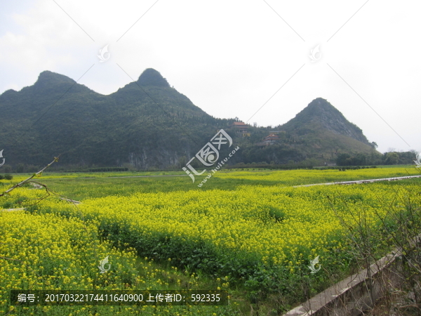 靈川油菜花