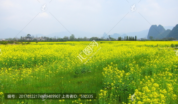 靈川油菜花