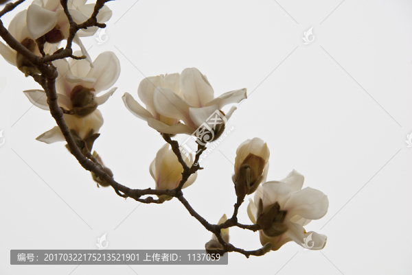 玉蘭花,高調(diào)