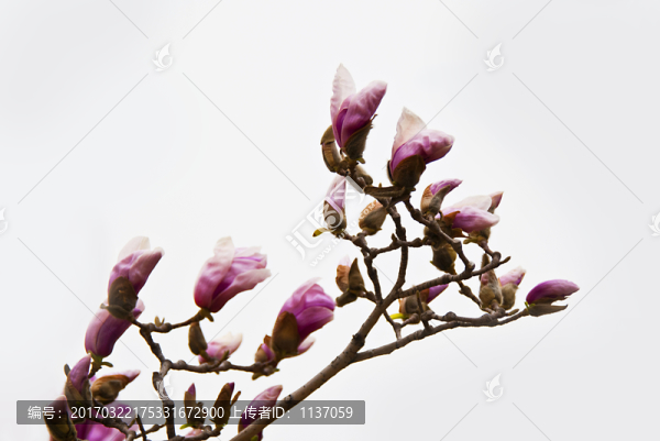 玉蘭花,高調